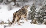 snow_leopard_tour
