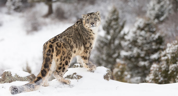 Snow Leopards: What the sound of silence looks like