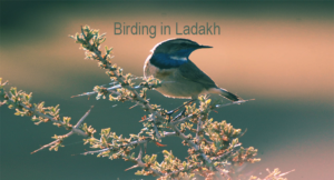 birding_in_ladakh
