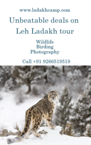birdwatching in ladakh