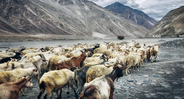 Khardung-La-Pass