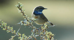 Birding-in-ladakh