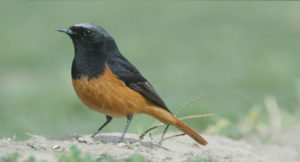 birding-india