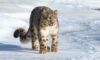 Best Snow Leopard Expedition in Ladakh For 2 Weeks