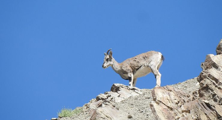 wildlife tour In ladakh